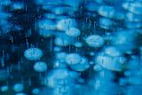 Methane bubbles — John Bakator
