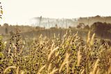 Grain at sunset: Dapur Melodi