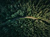 Decorative aerial image of a thick forest with a road between the trees