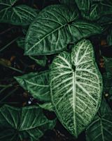 lautaro-chamo-aFiprX8vpDo-unsplash