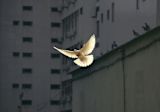 Decorative image of a dove signifying peace for an article
