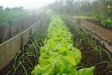 Vegetable patch — Kenan Kitchen
