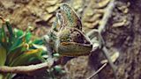 Decorative image of a chameleon for article