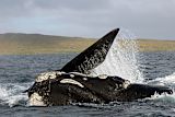 Right whale