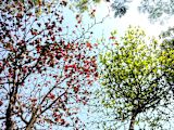 Decorative image of trees with changing leaves for article