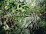 Natural Capital for Sustainable Development banner