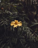 Guyana flower: Madhu Singh