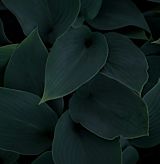 leandra-rieger-A0 fiGsEhkc-unsplash