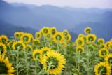 radiation-myths-are-hurting-fukushima-farmers-can-the-olympics-help_asset_36470181910_a41e45e5b3_k-1