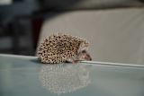 spiky