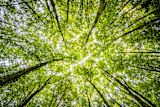 Tree Canopy