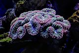 Decorative image of a coral that looks like a brain for article
