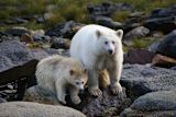 matchfunding-saves-worlds-largest-temperate-rainforest_asset_15782802834_38f80591cf_k-1024x686