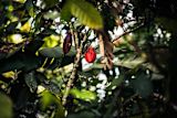 bean-bar-saving-cocoa-history-trinidad_asset_ttcc
