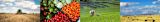 Food, Agriculture and Land Use image