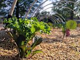 urban-agriculture-food-security_asset_26247953394_db862a57b1_k-1-1