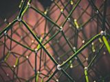 design-principles-blockchain-for-social-impact_asset_clint-adair-68588-unsplash-1