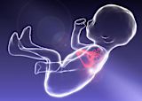 how-new-foetal-heart-images-show-health-techs-potential_asset_fetal-mri-fetus-and-heart