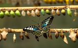 Decorative image of butterfly and cocoons for article
