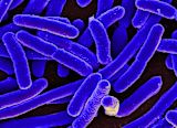 tradition-under-the-microscope-how-images-of-germs-can-improve-hygiene_asset_16578744517_7ff0b55898_k-1