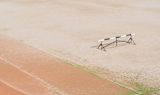 Decorative image of hurdle on a track for article