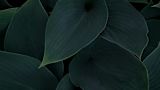 Dark leaves