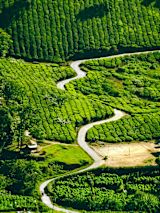 Decorative image of green vegetation for article
