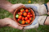 Decorative image of bowl of tomatoes in hands for article