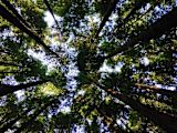 climate-change-6-positive-stories-from-2019_asset_environment