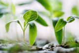 grow