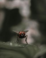 A fly perched on a leaf