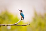 can-social-network-birdwatchers-save-planet_asset_bird