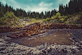 could-gender-quotas-save-the-worlds-forests_asset_forestry-960806_1920