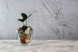 Decorative image of plant growing from coins for article