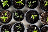 sunset-boulevards-biodiversity-makeover_asset_gardening
