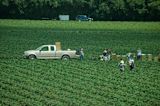 australias-visas-for-seasonal-workers-aid-or-exploitation_asset_2813046384_a0fdd2b711_o-1