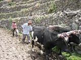 peru-using-graduation-approach-slash-rural-poverty_asset_peru-haku-winay