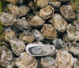 Oysters: Ben Stern