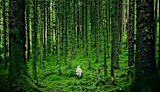 Decorative image of person alone in the woods for article