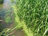 europe-sets-marketplace-turn-pollution-fertiliser_asset_change-1931997_1920