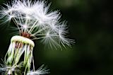 environment-can-induce-allergies-even-even-born_asset_dandelion-1452219_1920-1
