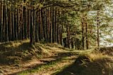 Pine forest: Irina Iriser