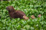 the-challenge-of-building-a-jungle_asset_1079px-capivarahydrochoerus_hydrochaeris