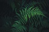 New Zealand Fern