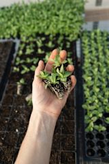 Decorative image of hands holding soil for article