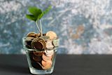 defining-sustainability_image_asset_money-tree-1