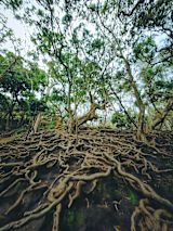 Decorative image of tree roots for article
