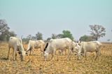Grazing cows