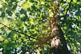 why-we-dont-need-tech-to-solve-climate-change_asset_tree