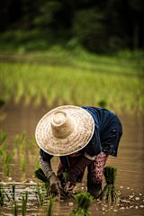 Rice Paddy